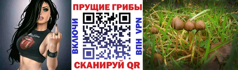 Псилоцибиновые грибы Psilocybine cubensis  наркошоп  Ивантеевка 